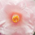 pastel pink rose shine with jennifer leigh